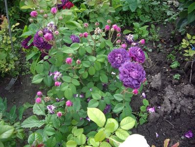 IMGP0742