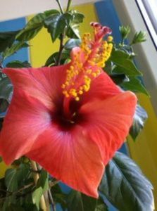 Hibiscus