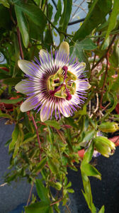 Passiflora