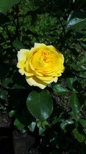 Inka; Prima floare
