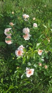 Garden of Roses