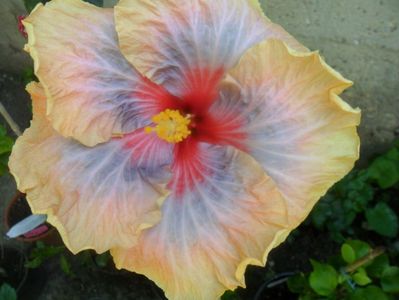 tahitian Stellar Night