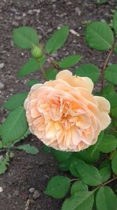 Crown Princess Margareta; Crown Princess Margareta
