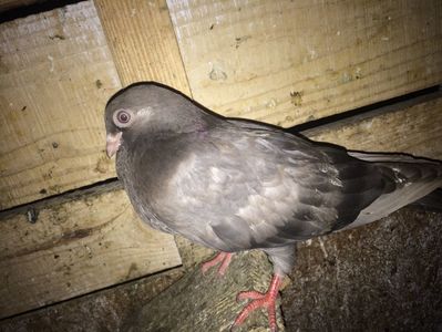 ; Tata negru nb mama laptia
