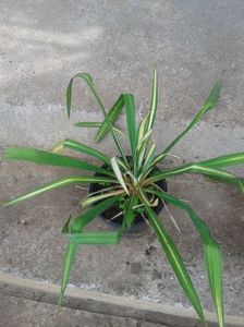 yucca variegata 40lei