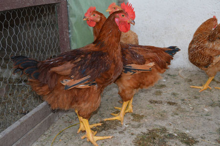 cocos Ranger 3 luni