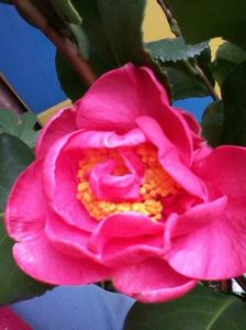 camelia japonica