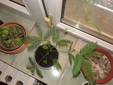 Mimosa pudica