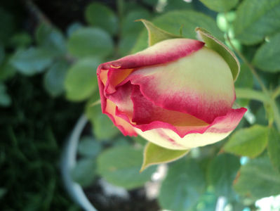 mai 2017  tanarul Eden Rose