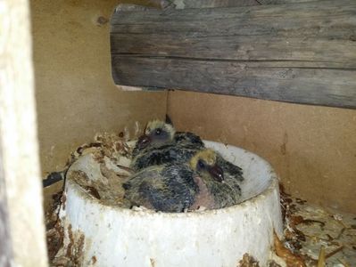 De la o bobata cu un negru