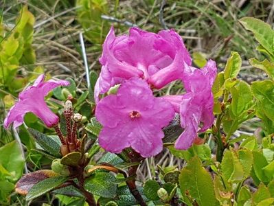 Detaliu rhododendron