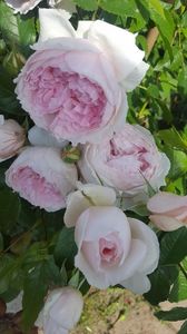 The Wedgwood Rose