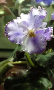 EK Hrustalinaia Melodia