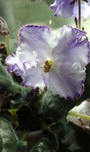 Ek Hrustalinaia Melodia