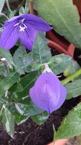 campanula