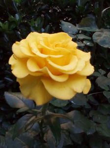 Friesia