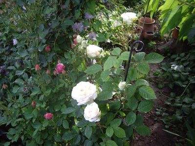 IMGP0769
