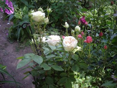IMGP0770