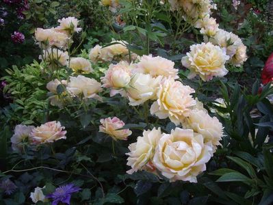 IMGP0772