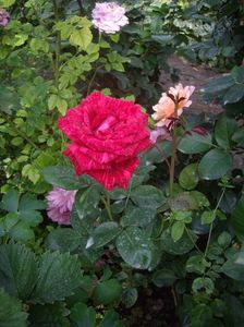 IMGP0773