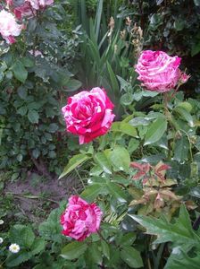 IMGP0778