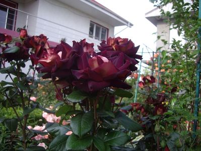 IMGP0779