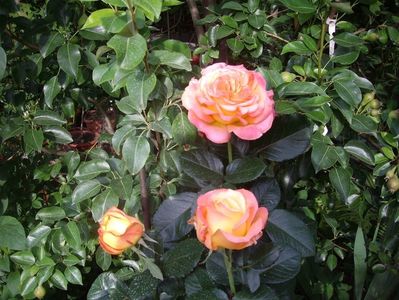 IMGP0783