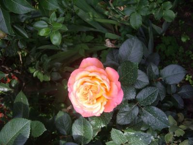 IMGP0784