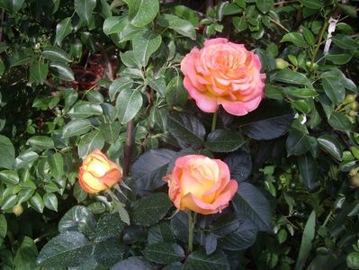 IMGP0785