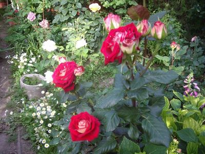 IMGP0787