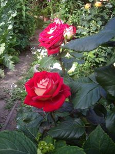 IMGP0788