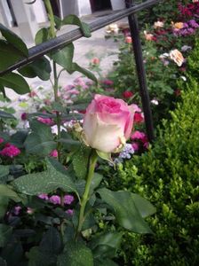 IMGP0795