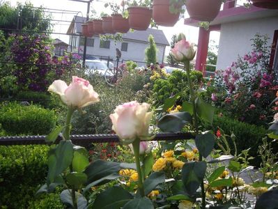 IMGP0796