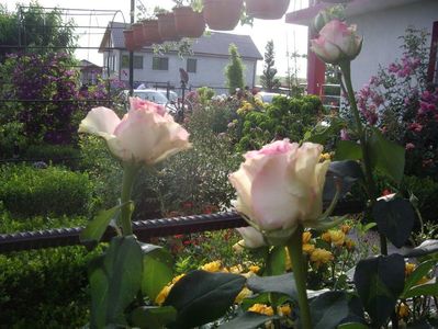 IMGP0797