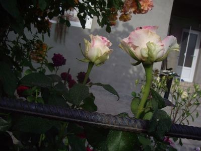 IMGP0799
