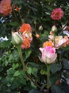 IMGP0801