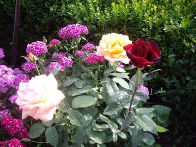 IMGP0808