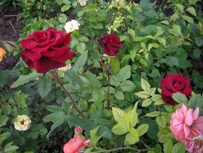 IMGP0811