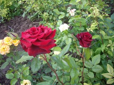 IMGP0812