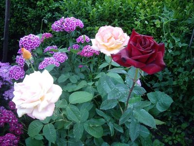 IMGP0818
