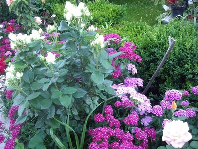 IMGP0819