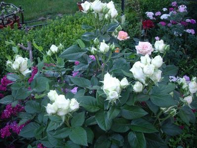 IMGP0820