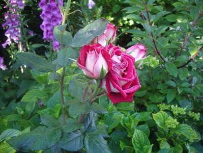 IMGP0825