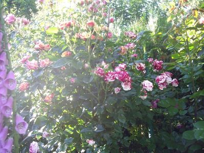 IMGP0827
