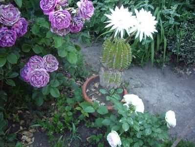 IMGP0828
