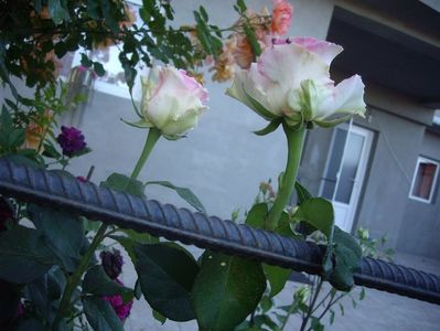 IMGP0830