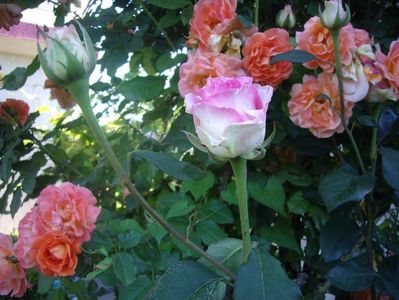 IMGP0831