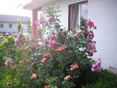 IMGP0761
