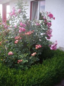 IMGP0762