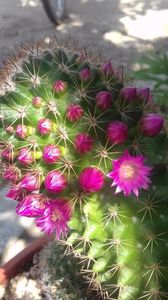 Mammillaria backebergiana